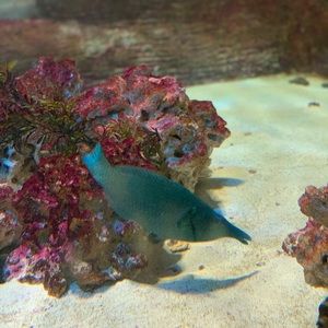 Meet your Posher, Jake